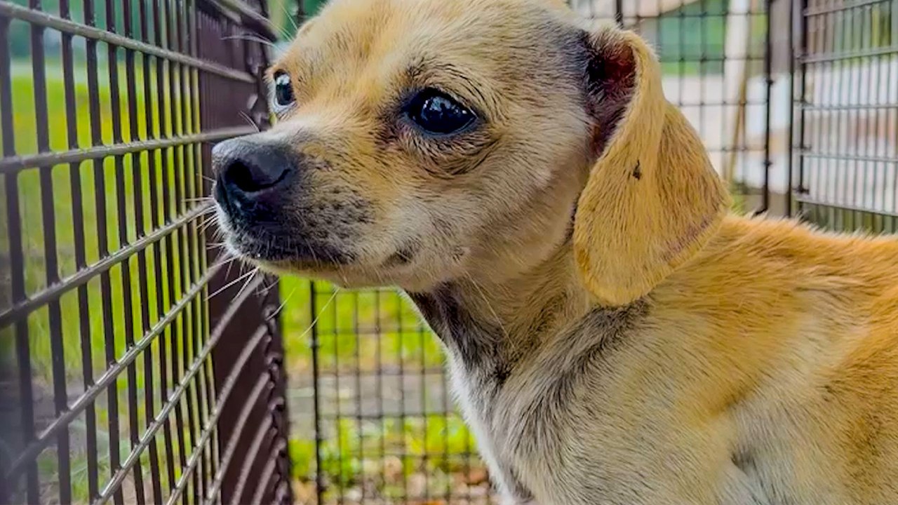Terrified Dog Evades Rescuers For Three Straight Days