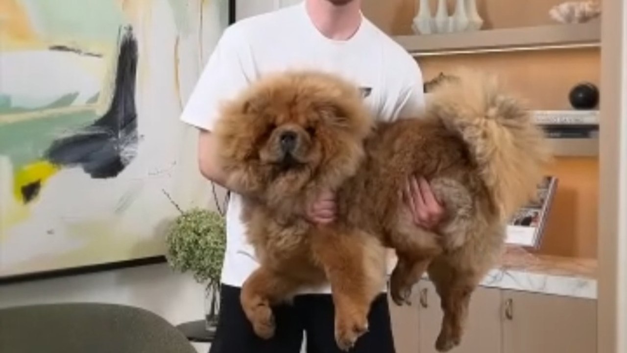 Holding Bigger And Bigger Dogs
