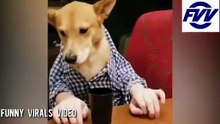 CLINGING TO THE FAIL, american funny viral videos