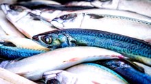 What If All Fish Vanished? Unraveling the Ocean's Domino Effect