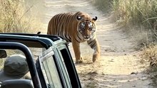 The tiger stopped just before the jeep… then came again. 🐅😳