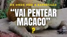 "Vai pentear macaco": de onde vem essa expressão?