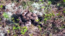 why are rattlesnakes dangerous