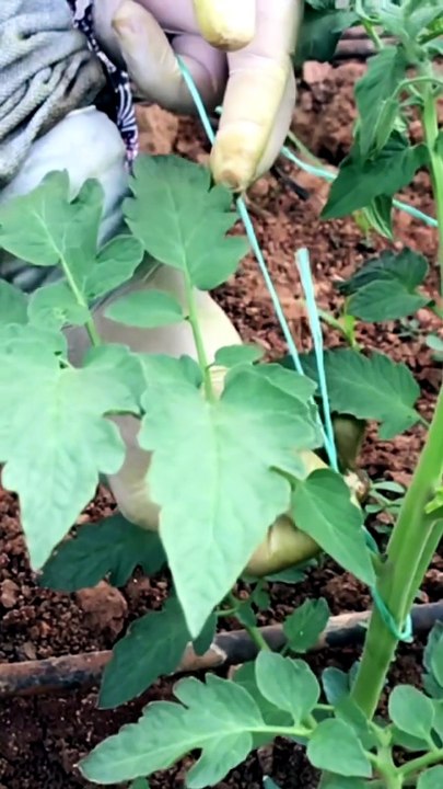 This is how you tie a tomato to a stake.