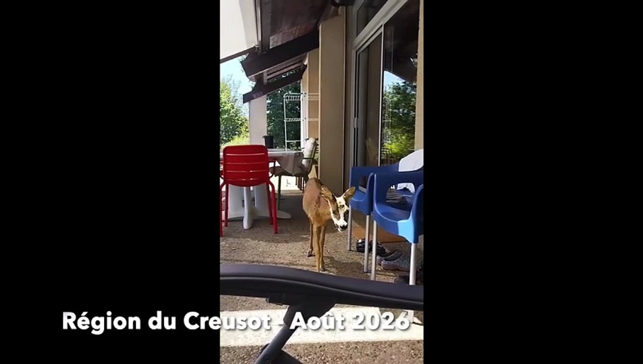 Région du Creusot : Une chevrette de plus en pl...