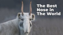 El animal con la nariz más absurda del mundo que casi se extinguió — Antílope saiga