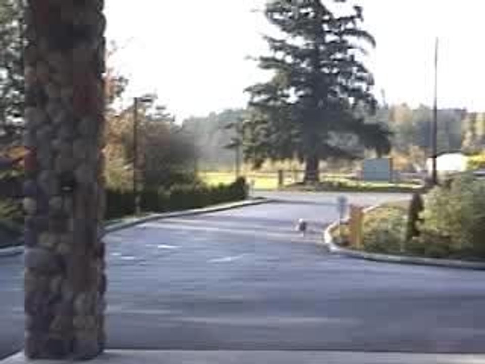 CoolestdogEVER!