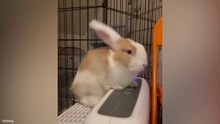 Funniest & Cutest Rabbit Videos Ever 😂🐰
