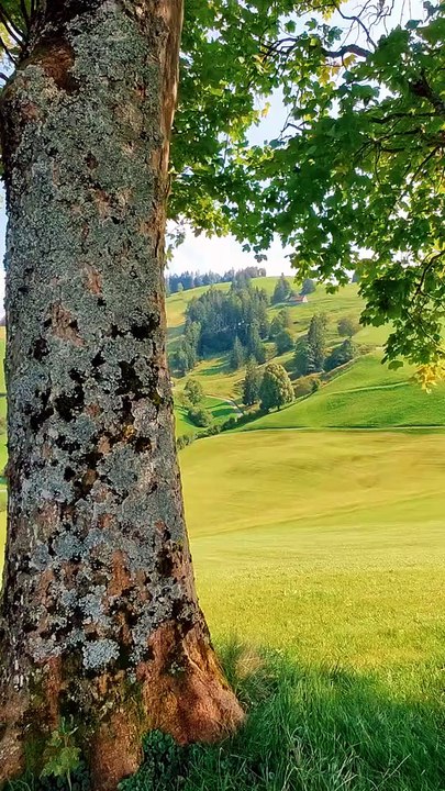 🌿 The Beauty of Nature 🌍 | Relaxing Nature Video
