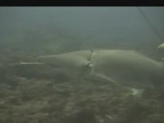 Squalo con uncino in pancia