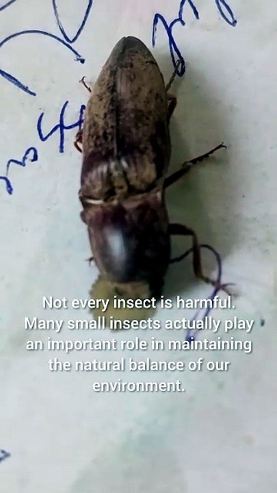 Look Closely! This Tiny Creature Is More Interesting Than You Think 😱