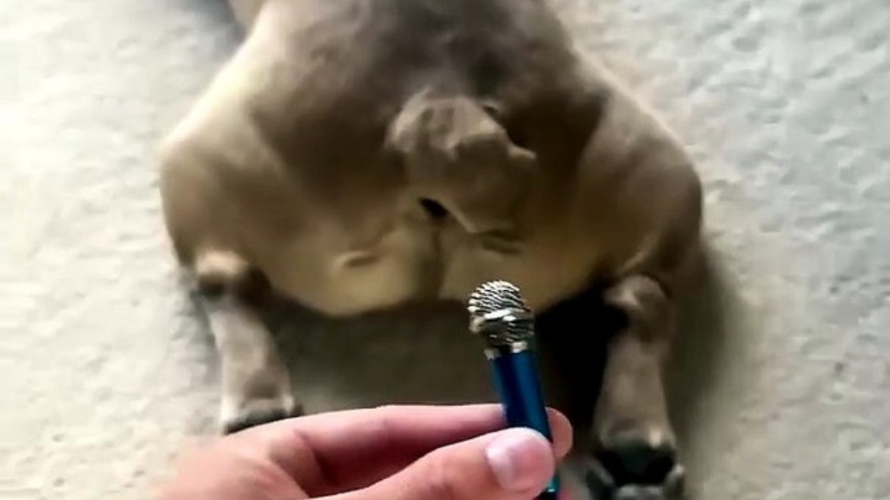 French bulldog fart 😁  #bulldog #animals #mreviatar #dog #dogs #animal #animalshorts #shorts #funny