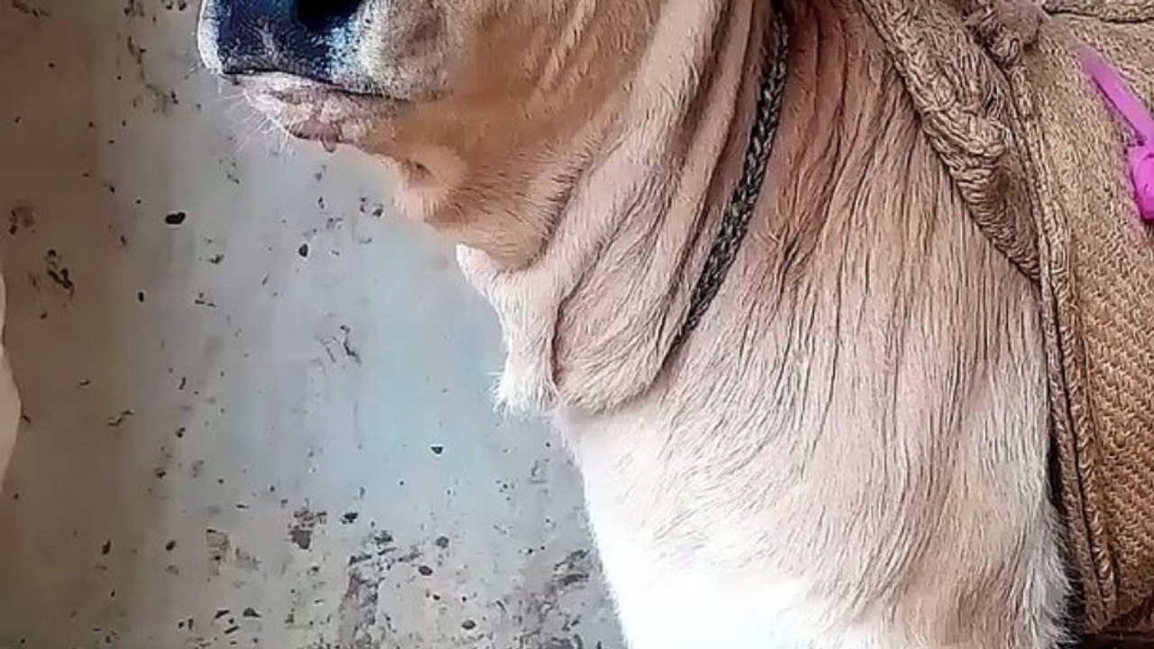 Cow baby Voice 😘😘funny Sound_#shorts #cowbaby #funnyshorts #cute #baby  #viral