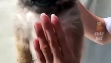 Try not to laugh! 😂 #funny #animalvideos #cute