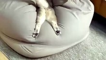 funny animal video 😂_ #shots #funny #animals #video