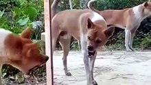 Dog Sees Himself in Mirror for First Time – HILARIOUS Reaction! 🤣 #shorts