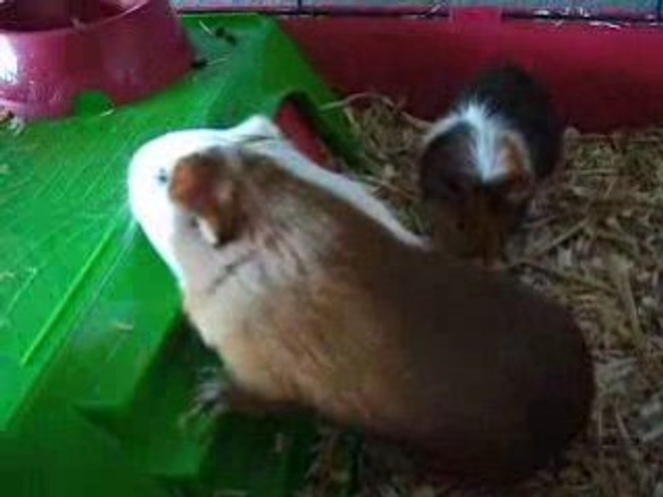 lulu en chaleur