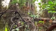 Canadá: milhares de quilómetros quadrados de floresta em chamas na Colúmbia Britânica