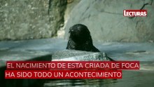 Nace por primera vez en siete años una cría de foca sudafricana en Praga