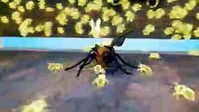 How Japanese Bees Cook Hornets Alive 😮