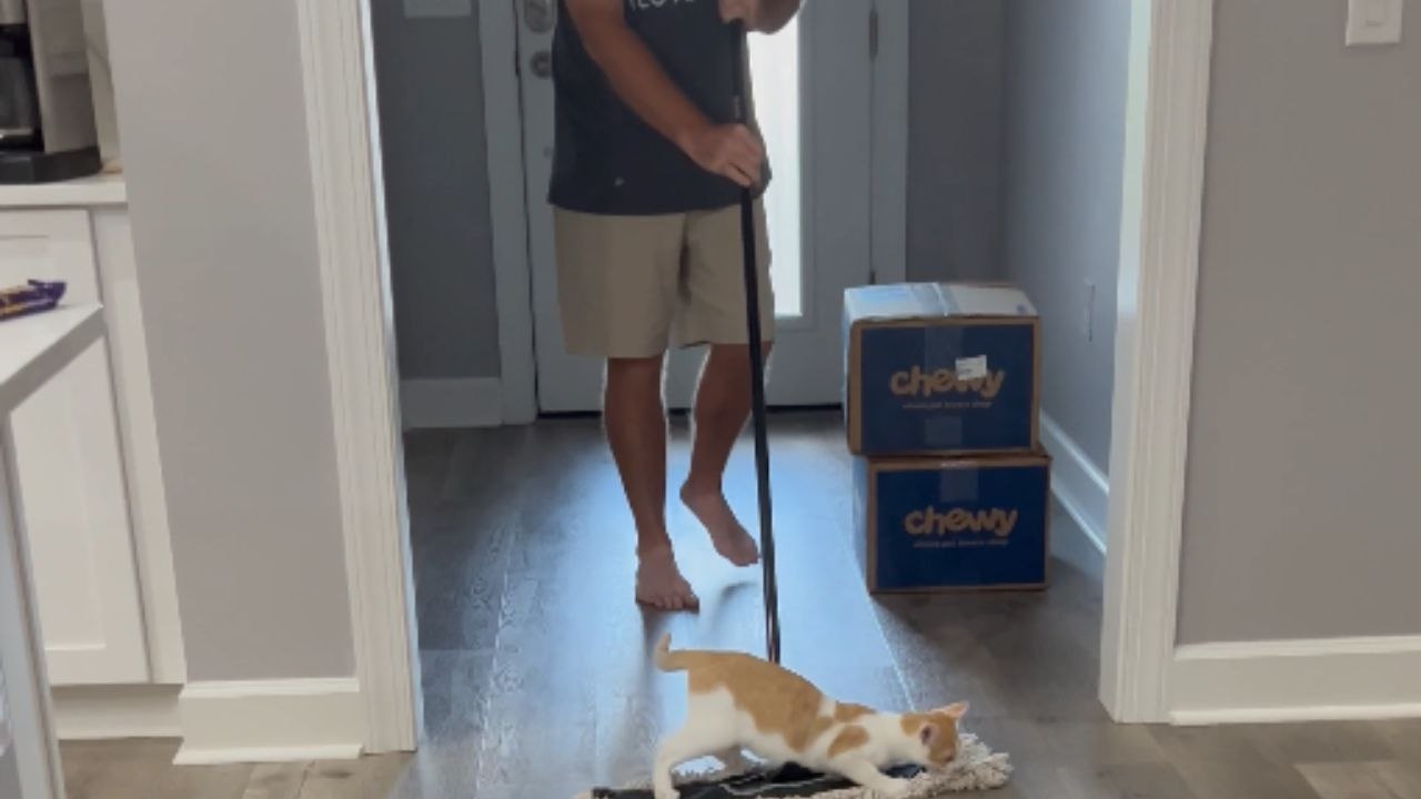 Kitten Transforms Broom Cleaning into a Fun Adventure