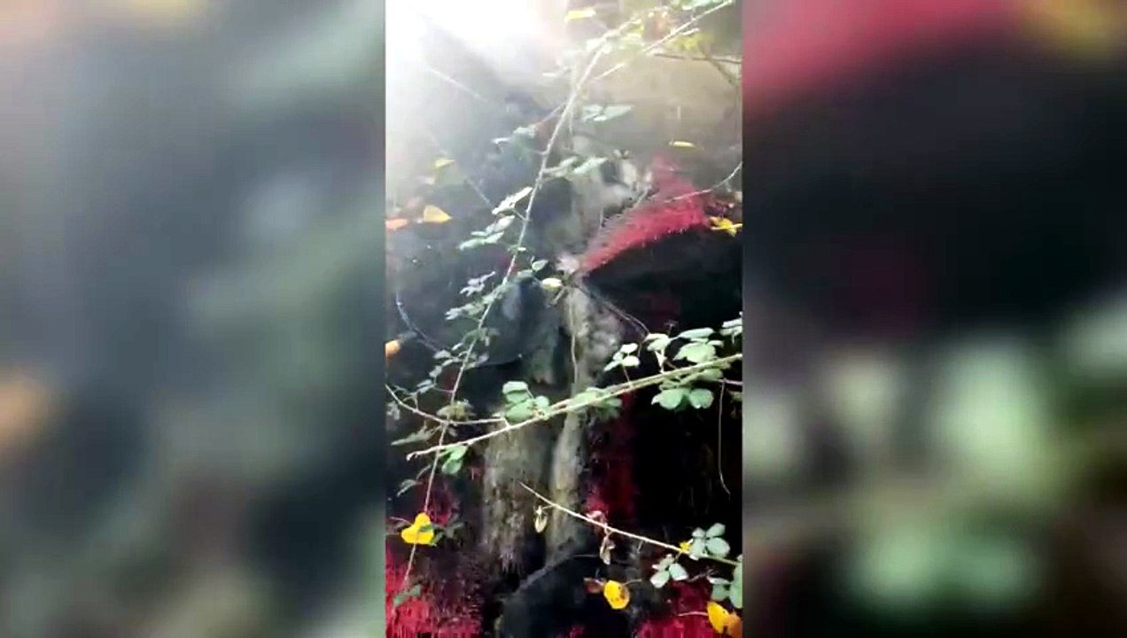 Peces muertos