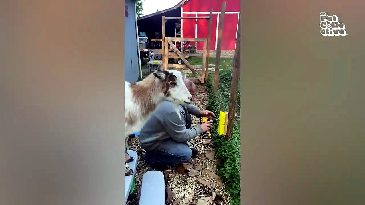 Cute, Crazy & Completely Unpredictable Animals 🐶🤣 #Trending#Funny#Viral