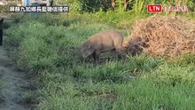 有片！屏東九如河堤70公斤山豬現身 小黑狗英勇搏鬥護農民