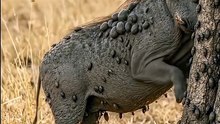 The Tiny Mongoose That Cleans Africa’s Giants! 😱🦡 | Wildlife Documentary