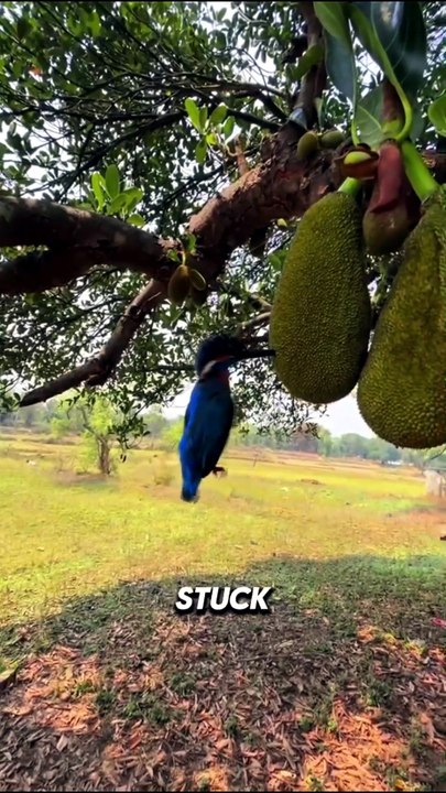 Kingfisher Ped Mein Kaise Fas Jata Hai?