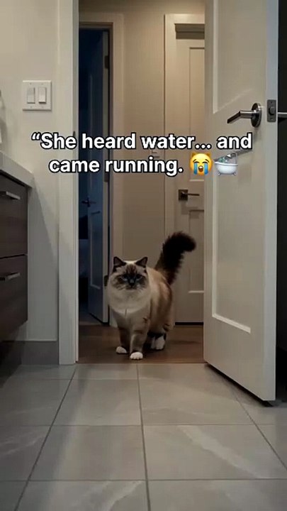 The Ragdoll Cat Has Questions About the Bathtub