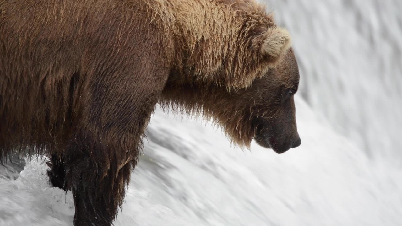 Bears Battle for Salmon as Fish Swim Straight Towards Their Mouths