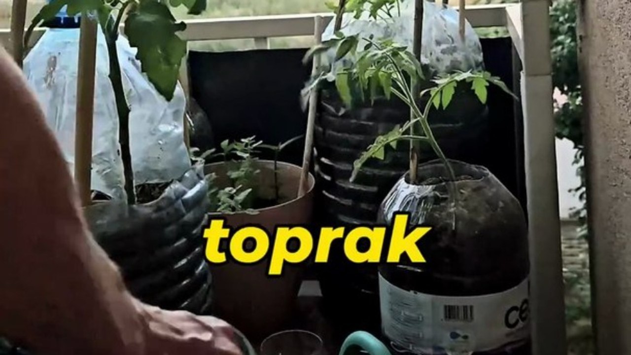 Balkonda sebze yetiştirme yöntemi 🍅🌶 How to grow vegetables on the balcony