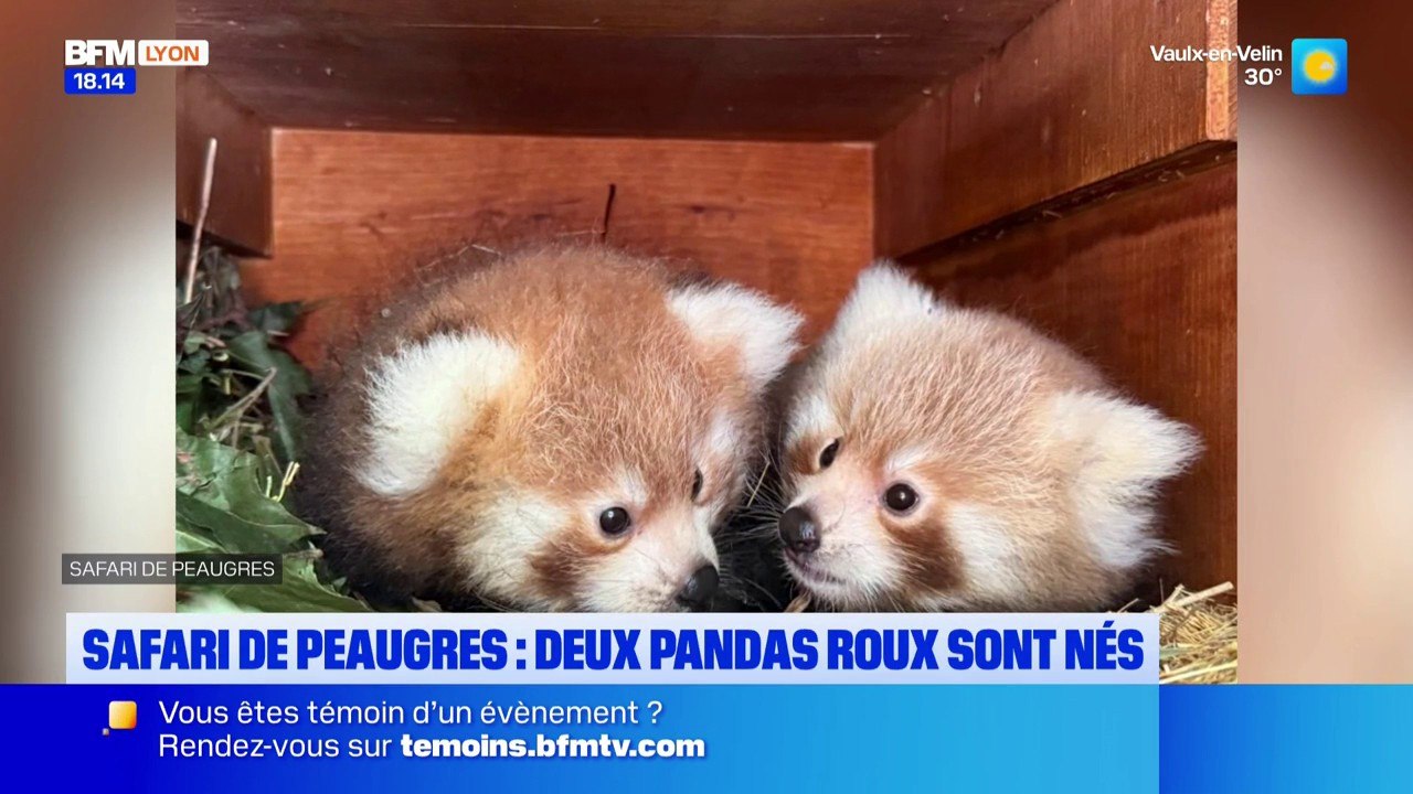 Safari de Peaugres : deux pandas roux sont nés