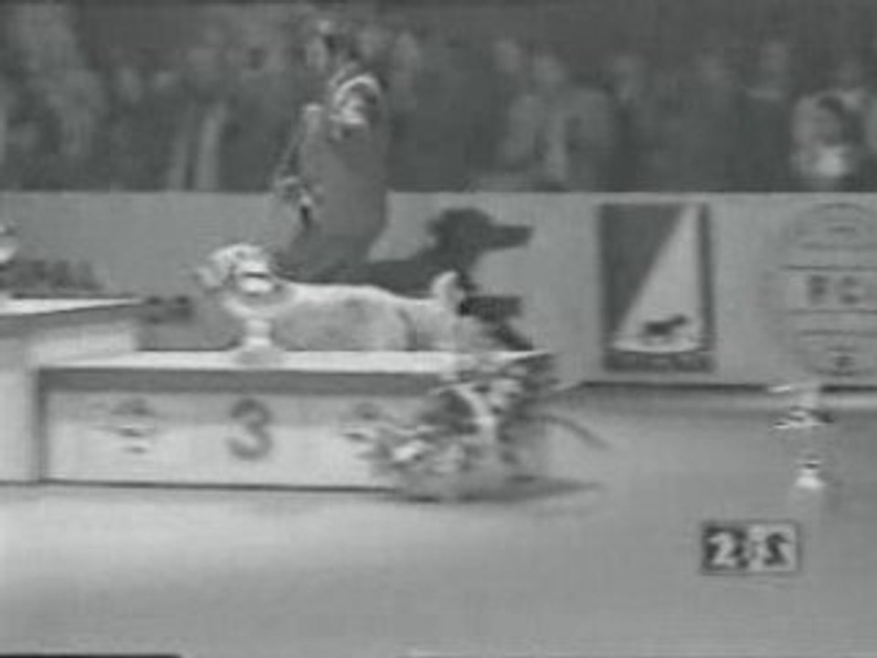 Europe Winner 1995 GAZON KALEIDOSCOPE