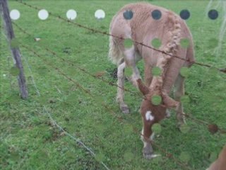 Juments-poulainsl'étang