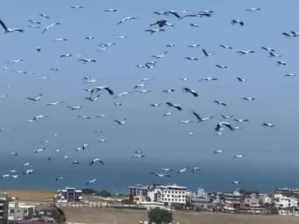Naturschauspiel: Hunderte Störche erobern den Himmel