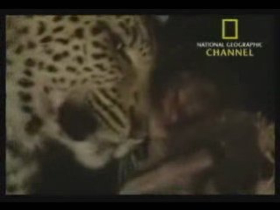 la tigre et le bebe singe sobhannallah