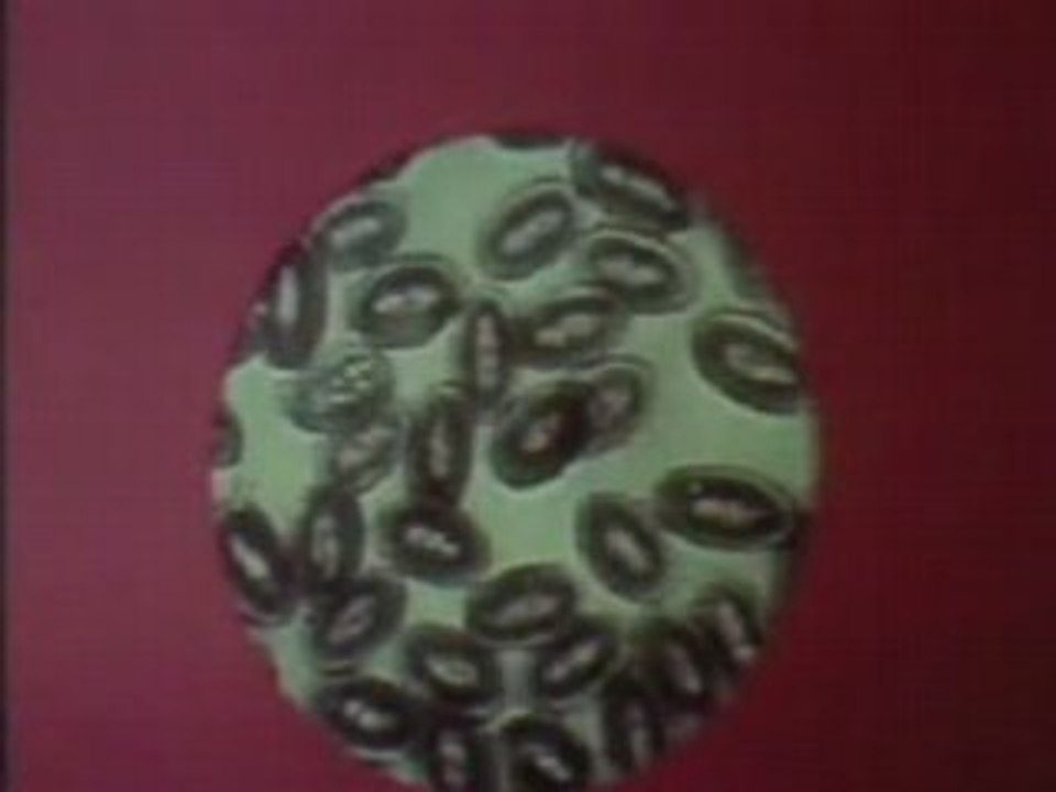 Cancer Cure Vitamin B17 04