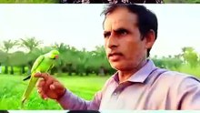 Cute Parrot Training with a Little Girl 🦜💚 | Heartwarming Bird Moments
