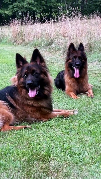 Funny German Shepherd dogs #funniest#grtmansherphed#cuteness#