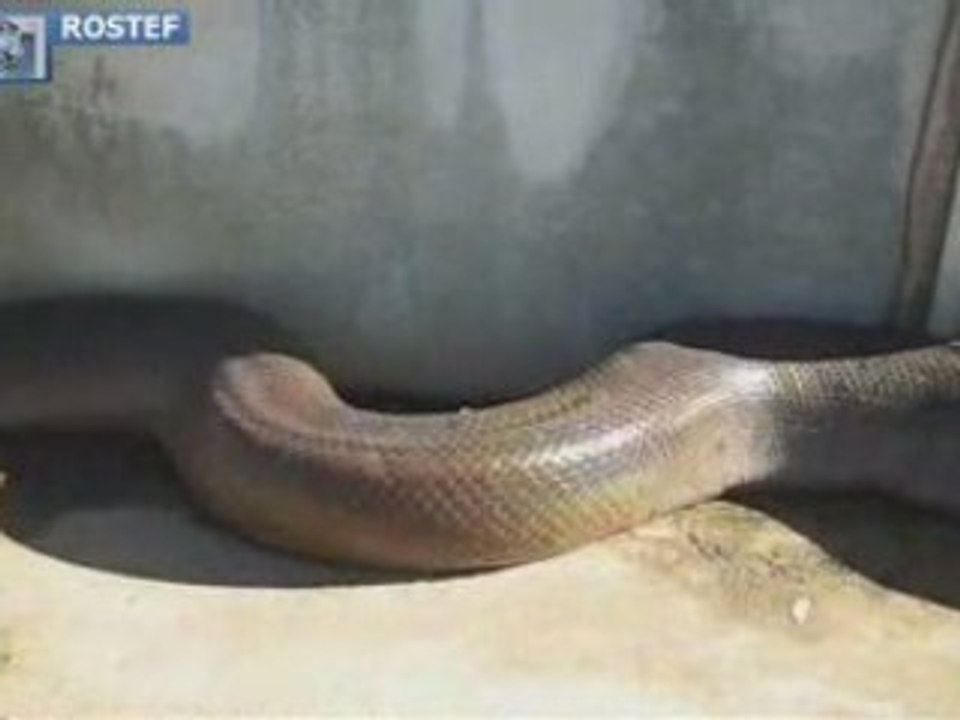 SERPENT !!
