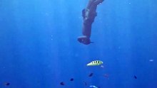 Deep Ocean Thump! 🤯