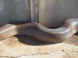 Insolite - Gros serpent, petite surprise