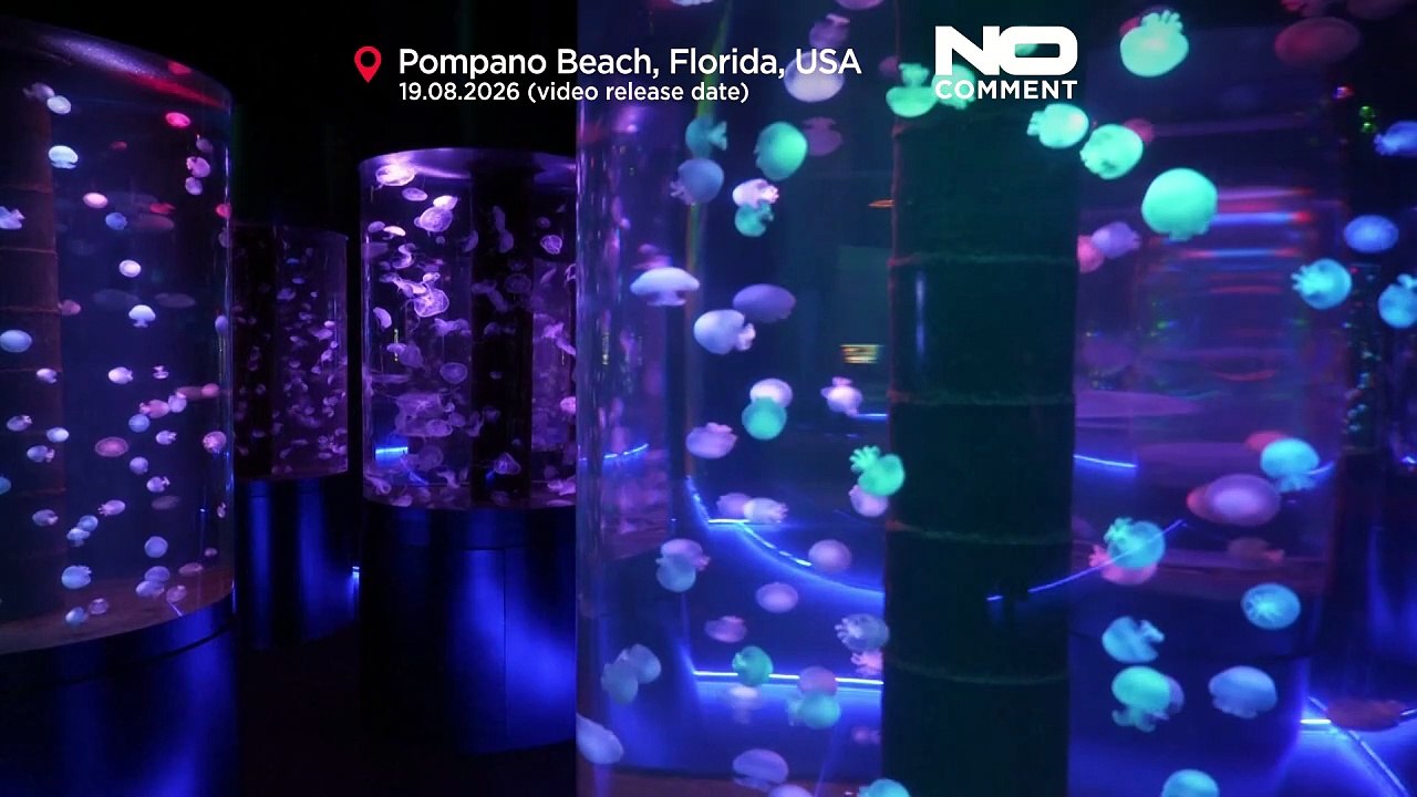 Erstes Quallenmuseum der USA eröffnet in Pompano Beach