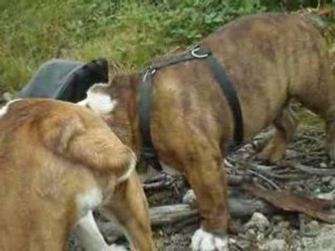 Bois de Verrières 011