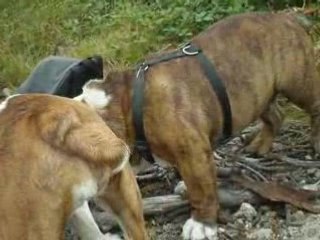 Bois de Verrières 011