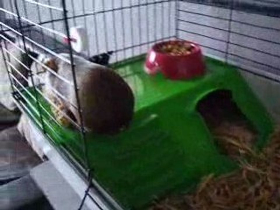 exploration de la  nouvelle cage
