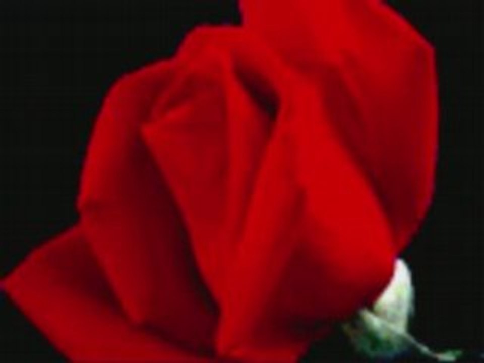 Cheba warda 2008