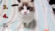 Beat Cat Meow Moments part 2